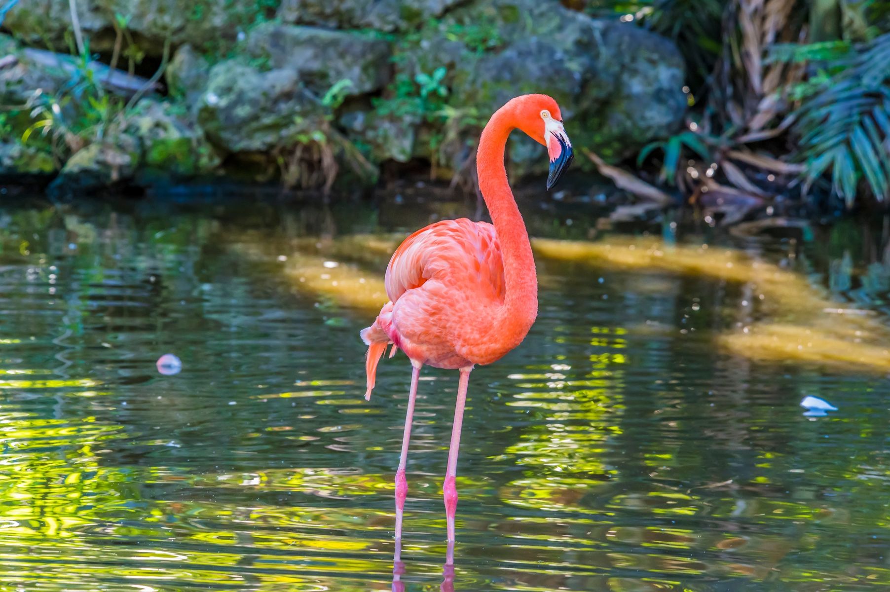 Flamingo Gardens in Fort Lauderdale