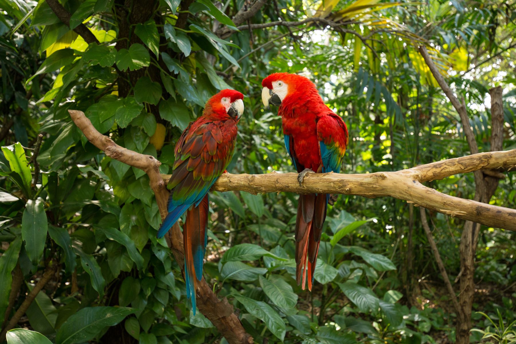 Parrots in Miami Zoo