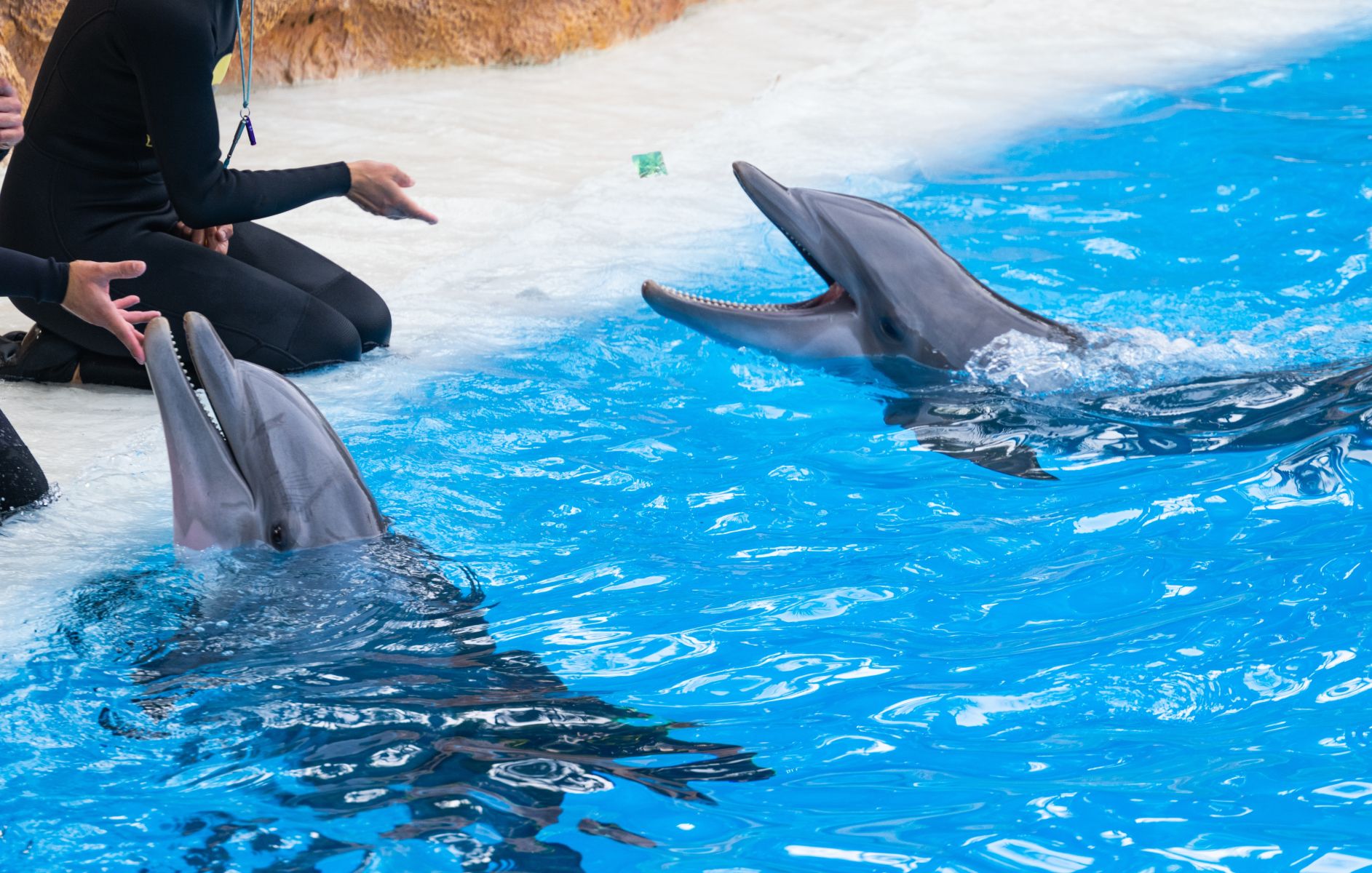 Dolphins interacting with handlers